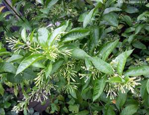 nightbloomingjasmine