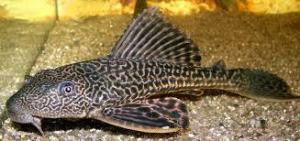 plecostomus