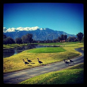 Birdie!! Westin Mission Hills Pete Dye course.  